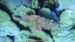 stone fish by Helen Hansen 